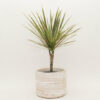 Large Plant Pot by Manzo Design