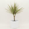 Large Plant Pot by Manzo Design - Image 5